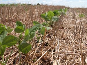 Plantio Direto potencializa sequestro de carbono e contribui