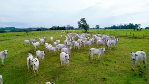 Fórum Agro MT e ALMT articulam e governo revoga lei que cobraria taxa por animal transportado no estado   